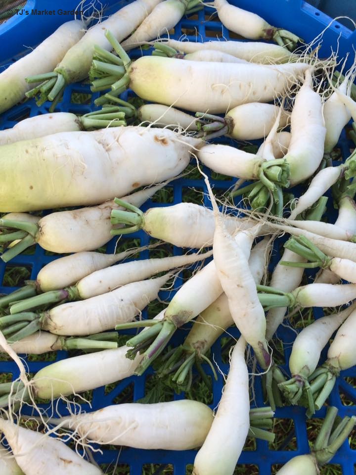 TJs Market Garden Inc. | 41259 Rge Rd 163, Forestburg, AB T0B 1N0, Canada | Phone: (780) 385-5450