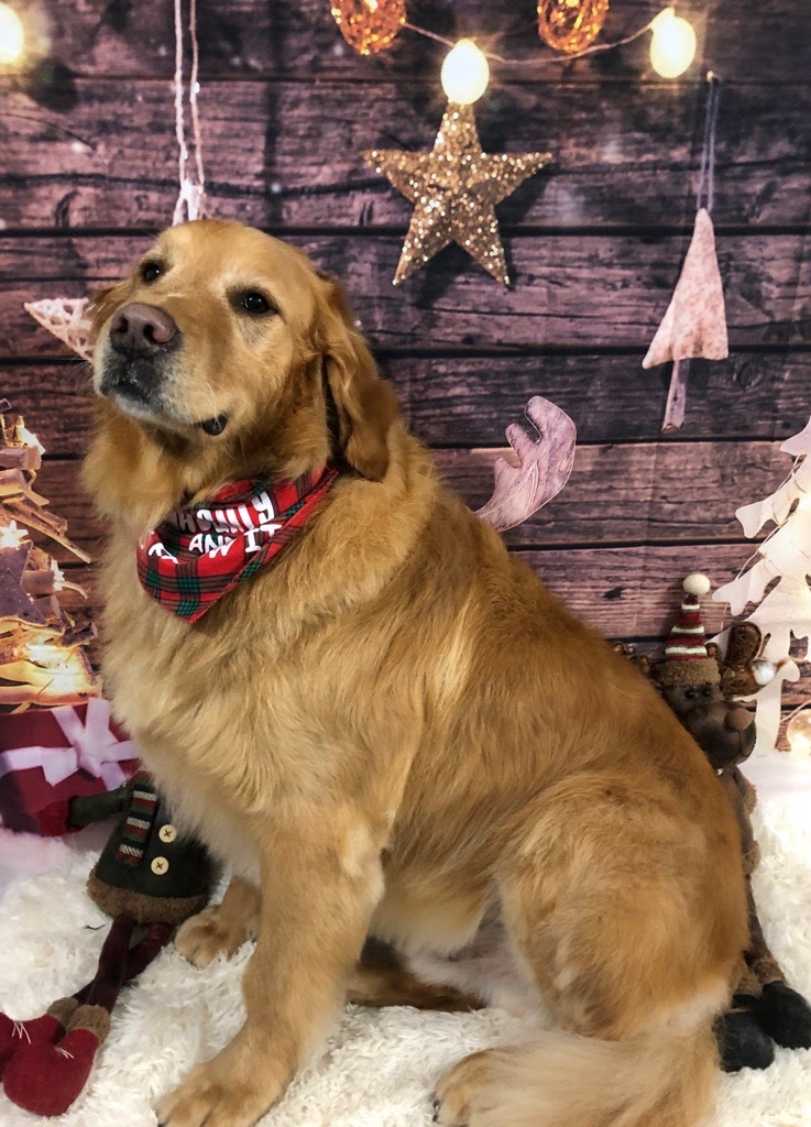 Ruff Cuts Dog Grooming | 110 Queen St, Lindsay, ON K9V 1G8, Canada | Phone: (705) 328-0530