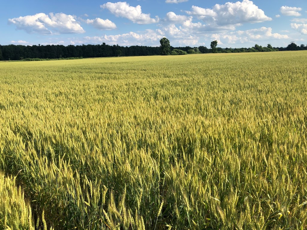 Uncle Scotts Farm | 6583 Walkers Line, Burlington, ON L7M 0R2, Canada | Phone: (905) 319-3298