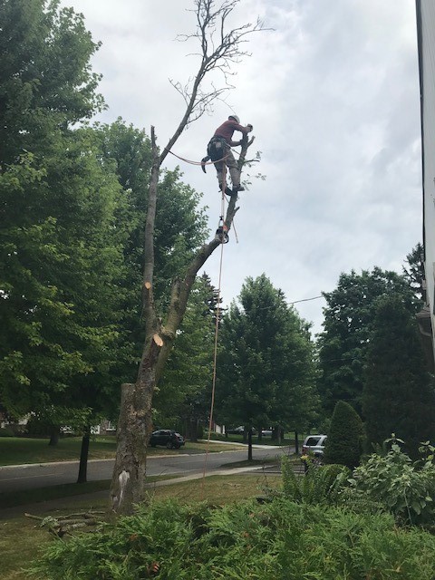 Lyles Tree Service | Thomas Rd, Colborne, ON K0K 1S0, Canada | Phone: (905) 355-5252