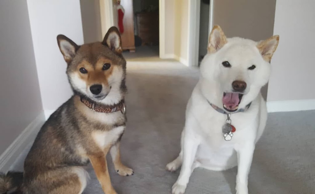 Wag N Watch Pet Sitters | Surrey Ln, Burlington, ON L7T 3S7, Canada | Phone: (905) 630-9354