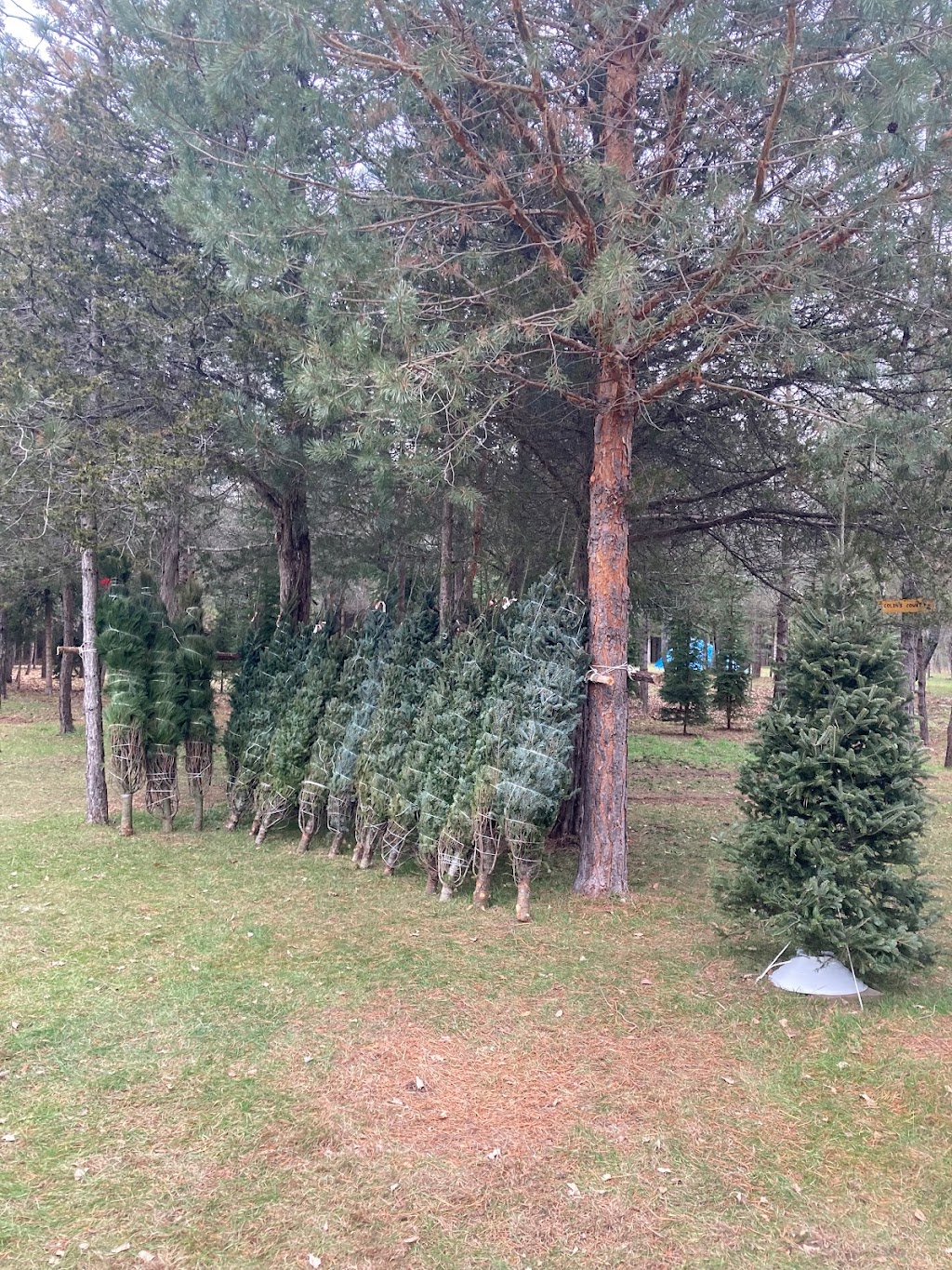 Hannon’s Christmas Tree Farm | 646 Glen Miller Rd, Trenton, ON K8V 0B5, Canada | Phone: (613) 920-7173