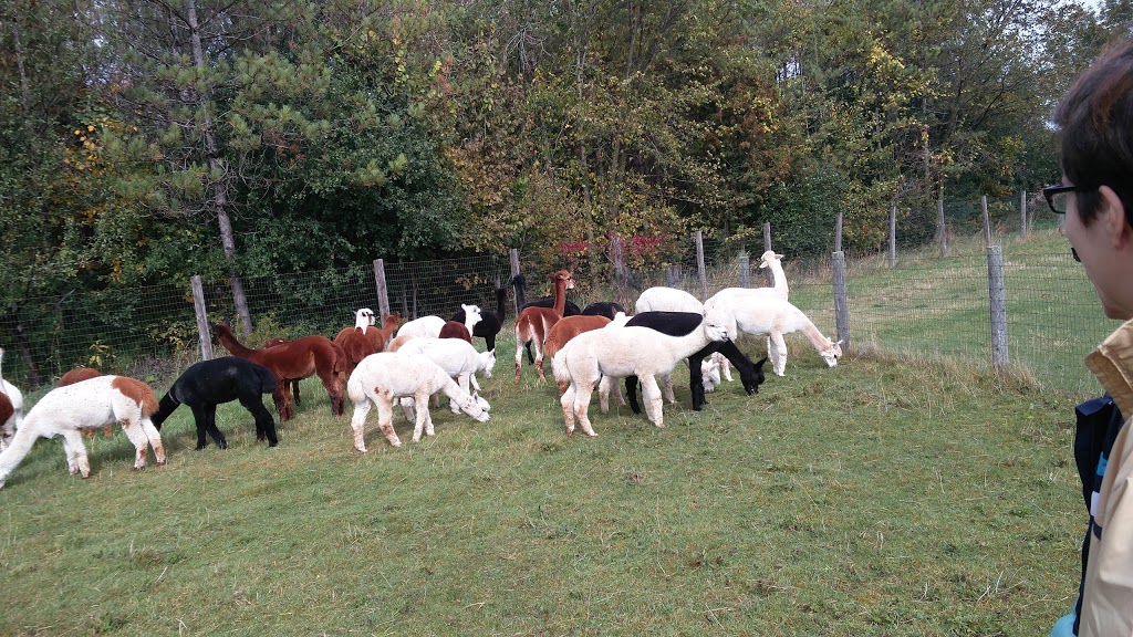 Salem Alpacas | 363 Salem Rd, Manilla, ON K0M 2J0, Canada | Phone: (705) 786-2023