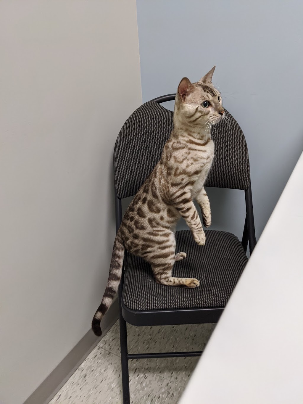 Adeline Animal Hospital | 293 High St, Moncton, NB E1C 6C1, Canada | Phone: (506) 854-9201