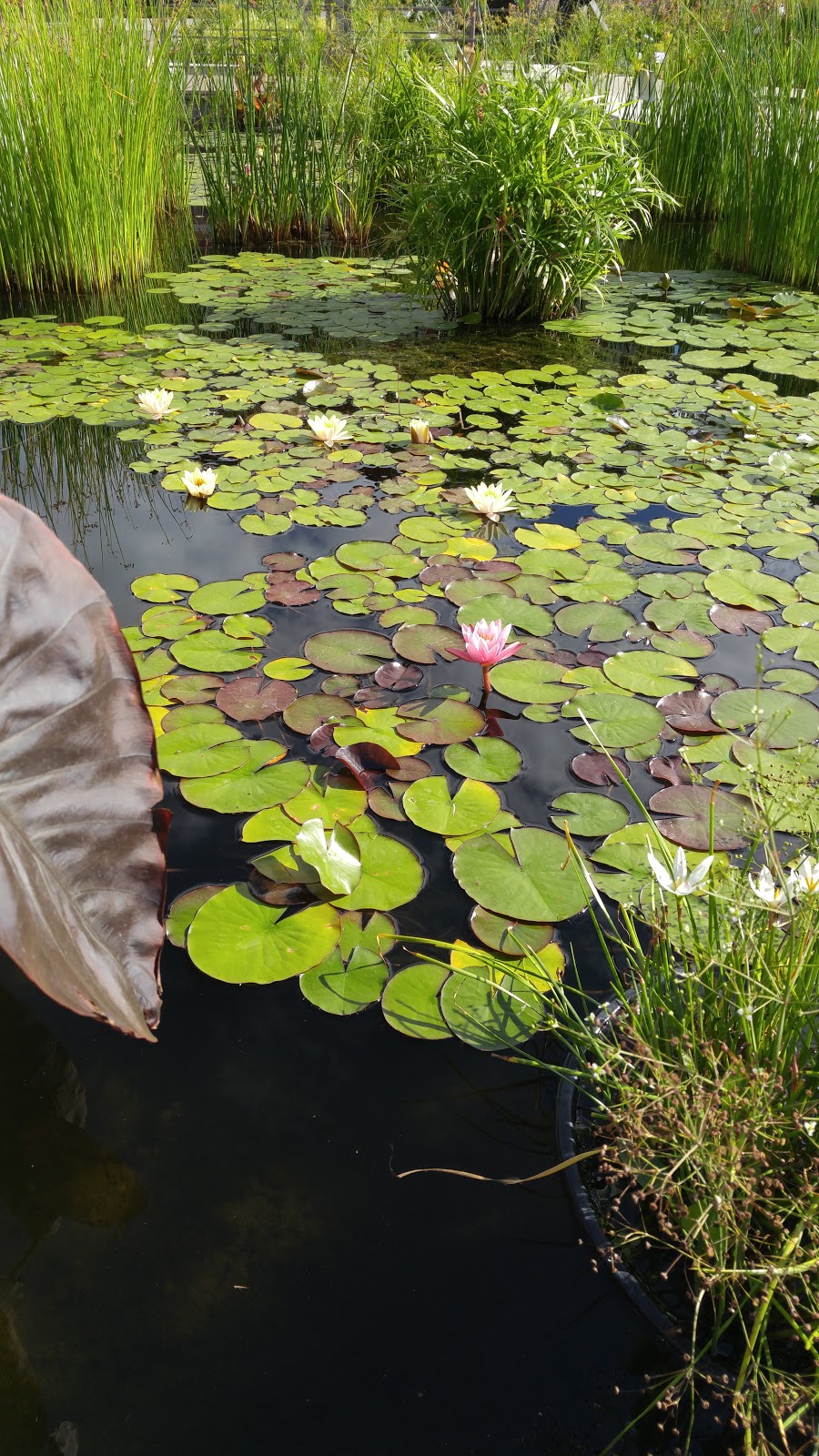 Arthur Meighen Gardens | 55-59 Queen St, Stratford, ON N5A 4M9, Canada | Phone: (519) 273-1600