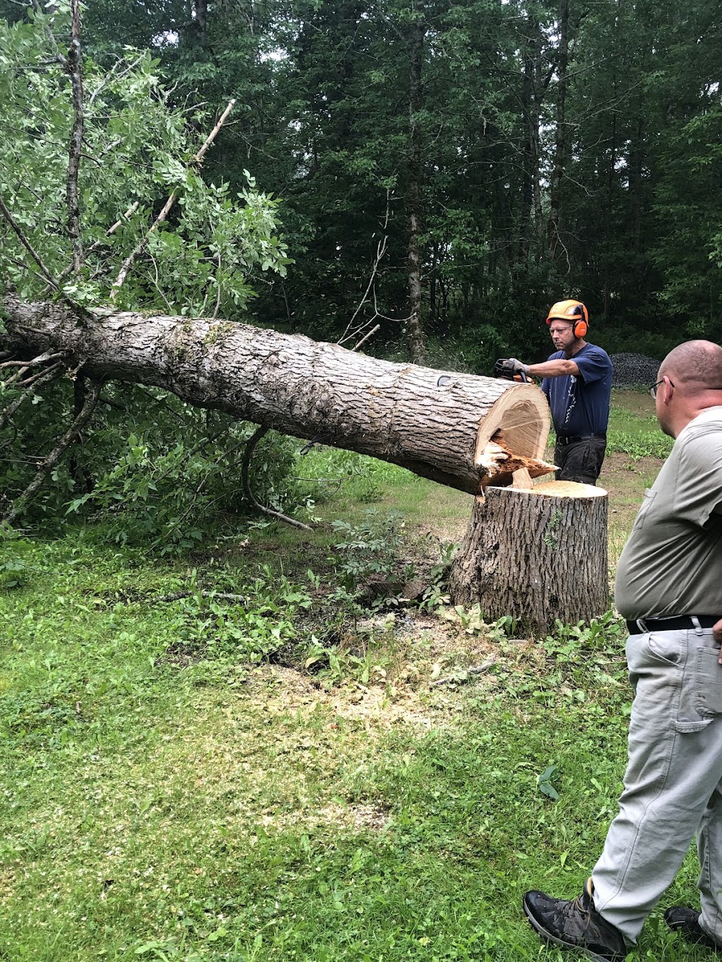 Tanglewood Tree Service | Mount Uniacke, NS B0N 1Z0, Canada | Phone: (902) 483-3632