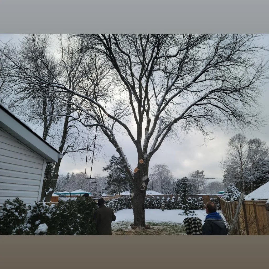 Family Tree Arborists | 693, Talmill Towers, 304 Talbot St, London, ON N6A 2T7, Canada | Phone: (519) 520-0806