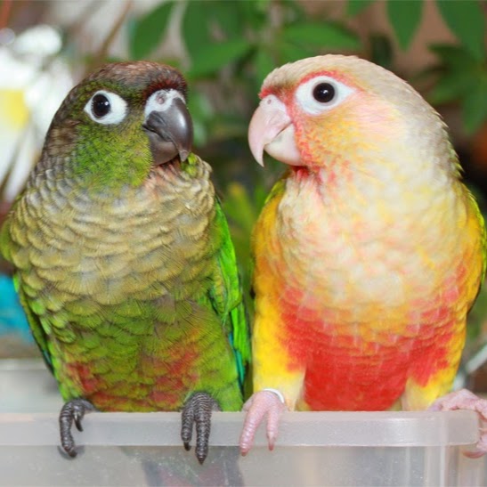 The Whistle Stop Pet Shop | 3571 Penetanguishene Rd, Barrie, ON L4M 4Y8, Canada | Phone: (705) 737-1300