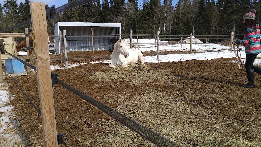 Ranch LaDouceur | 6250 Chemin du 10e Rang, Sainte-Agathe-des-Monts, QC J8C 0N6, Canada | Phone: (819) 321-1329
