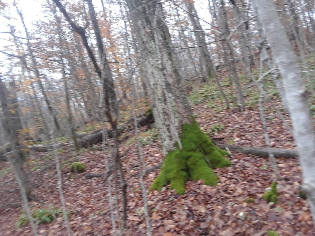 Kinghurst Nature Reserve | 175195 Concession Rd 6, Elmwood, ON N0G 1S0, Canada | Phone: (800) 440-2366