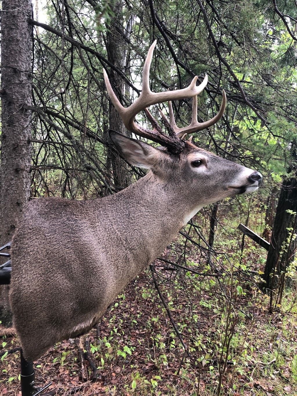 Pine View Taxidermy | Rd 32N #43044, La Broquerie, MB R0A 0W0, Canada | Phone: (204) 392-2485
