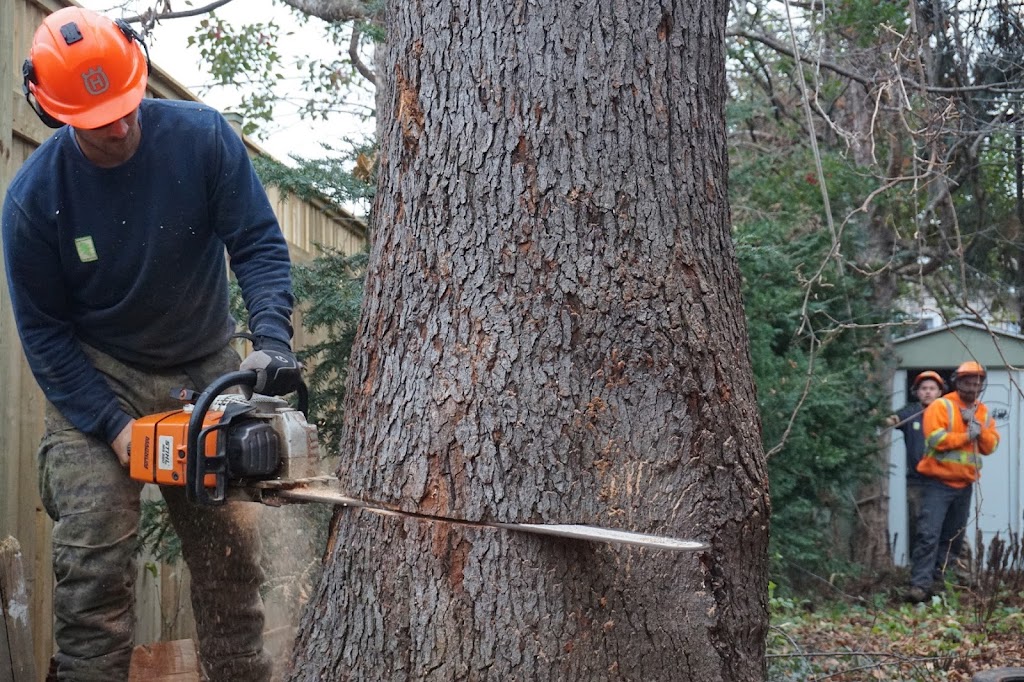 Smiths Falls Elite Tree Services | 138 Queen St, Smiths Falls, ON K7A 3N6, Canada | Phone: (613) 301-9095