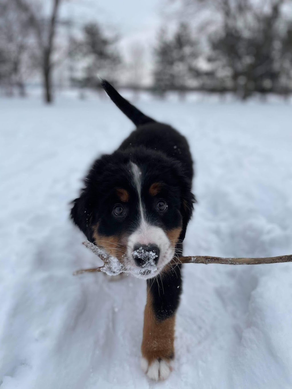 Nature Epic | 272 Chemin du Vide, Marieville, QC J3M 1N9, Canada | Phone: (514) 712-1078