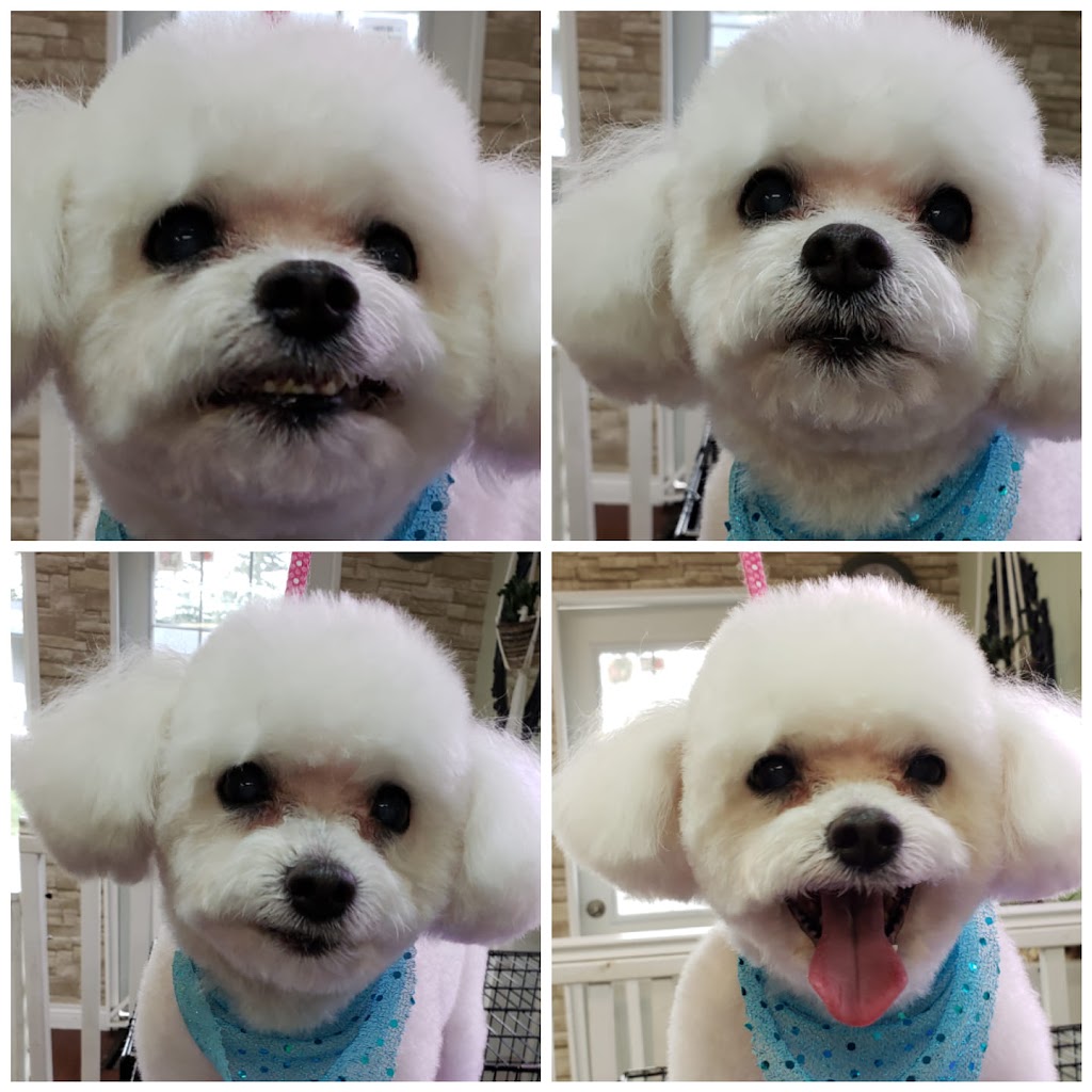 Fetching Fur Dog Grooming | 34517 Pearl Ave, Abbotsford, BC V2S 2V7, Canada | Phone: (604) 853-3647