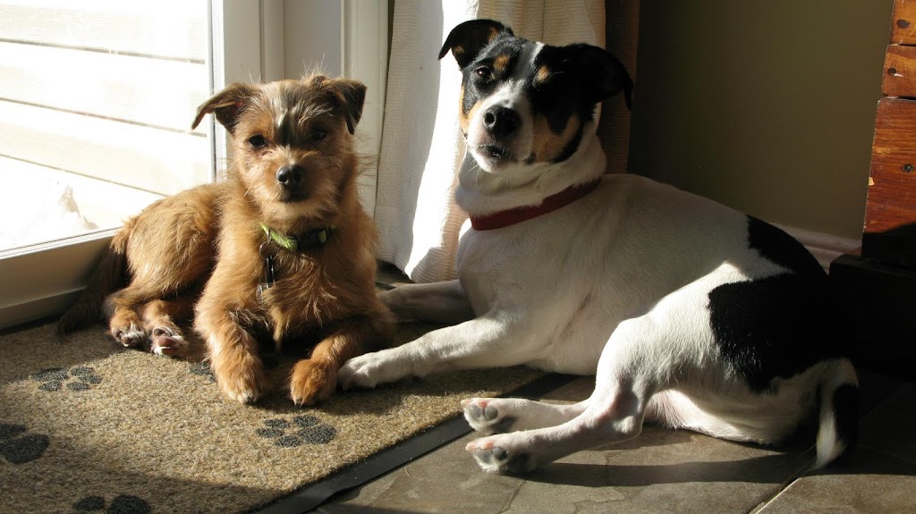 Liston Animal Hospital | 4055 Carling Ave, Kanata, ON K2K 2A4, Canada | Phone: (613) 591-0966