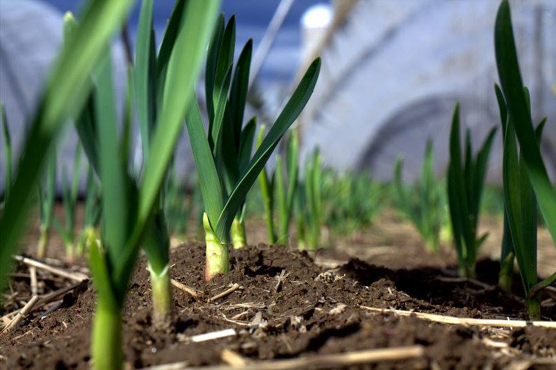 Ferme Tournesol | 5050 Rte des Bouleaux, Shipshaw, QC G7P 1E3, Canada | Phone: (418) 412-4858