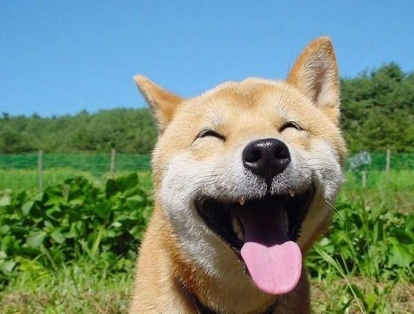 Thomas Glen Erin Animal Hospital | 5636 Glen Erin Dr Unit 9A, Mississauga, ON L5M 6B1, Canada | Phone: (905) 997-3320