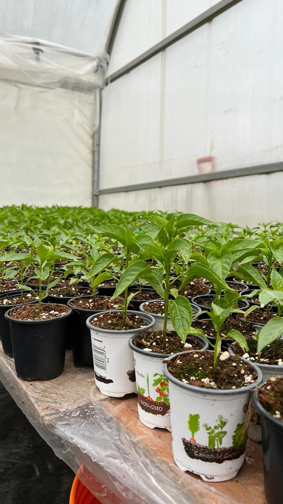 Kastle Gardens Greenhouse | 95054 Range Road 15-5, Taber, AB, Canada T0K, Taber, AB T1G 2C6, Canada | Phone: (403) 651-6736