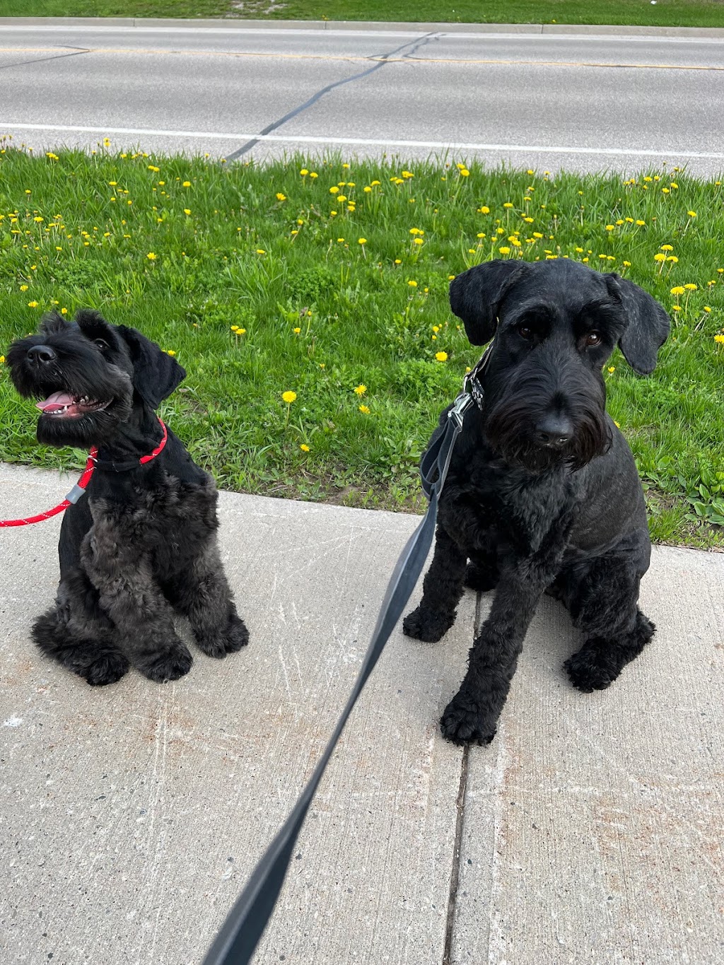 Syd’s Barkin Beauties | 288 Josephine St, Wingham, ON N0G 2W0, Canada | Phone: (519) 722-0916