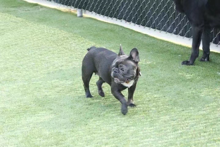 Happy Tails Pet Resort & Spa | 141 Samborski Dr, Oak Bluff, MB R4G 0B3, Canada | Phone: (204) 219-4070