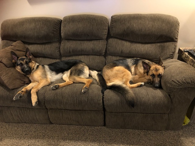 Westside German Shepherds | South east 18 -16-27 W2, Saskatchewan St W, Moose Jaw, SK S6H 4R3, Canada | Phone: (306) 693-2694