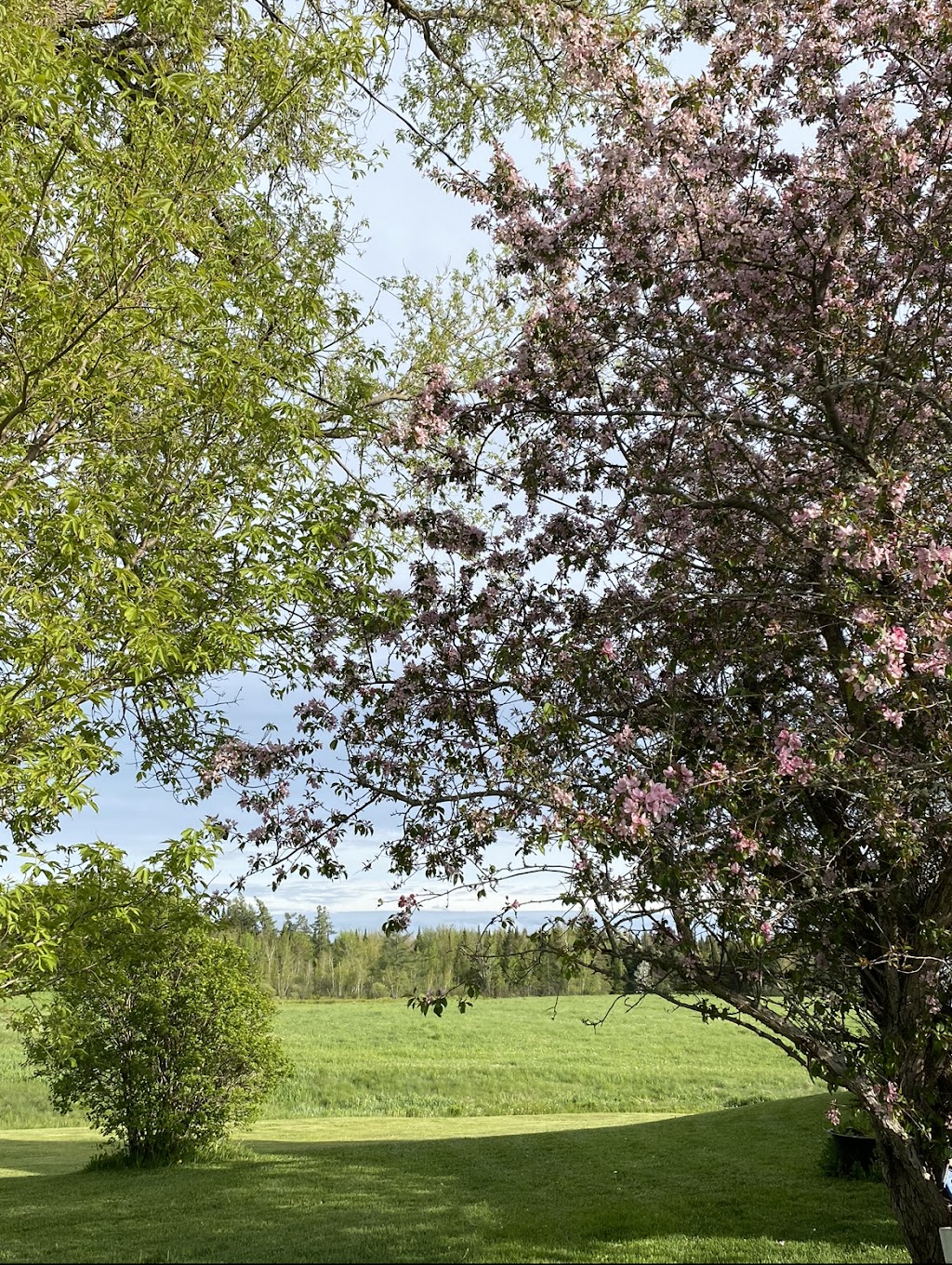 Blossom Grove | 215 Synton Rd, Colpitts Settlement, NB E4J 2Y4, Canada | Phone: (506) 871-5421