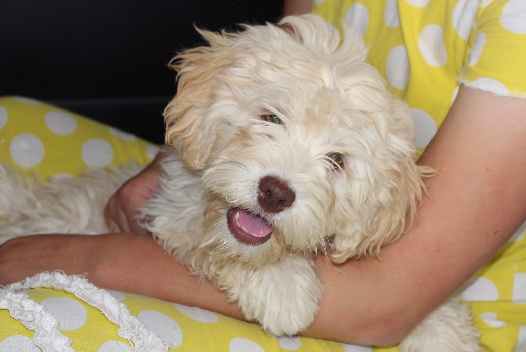 Arrowhead Labradoodles and Cobberdogs | 5121 Line 89, Gowanstown, ON N0G 1Y0, Canada | Phone: (519) 292-9284