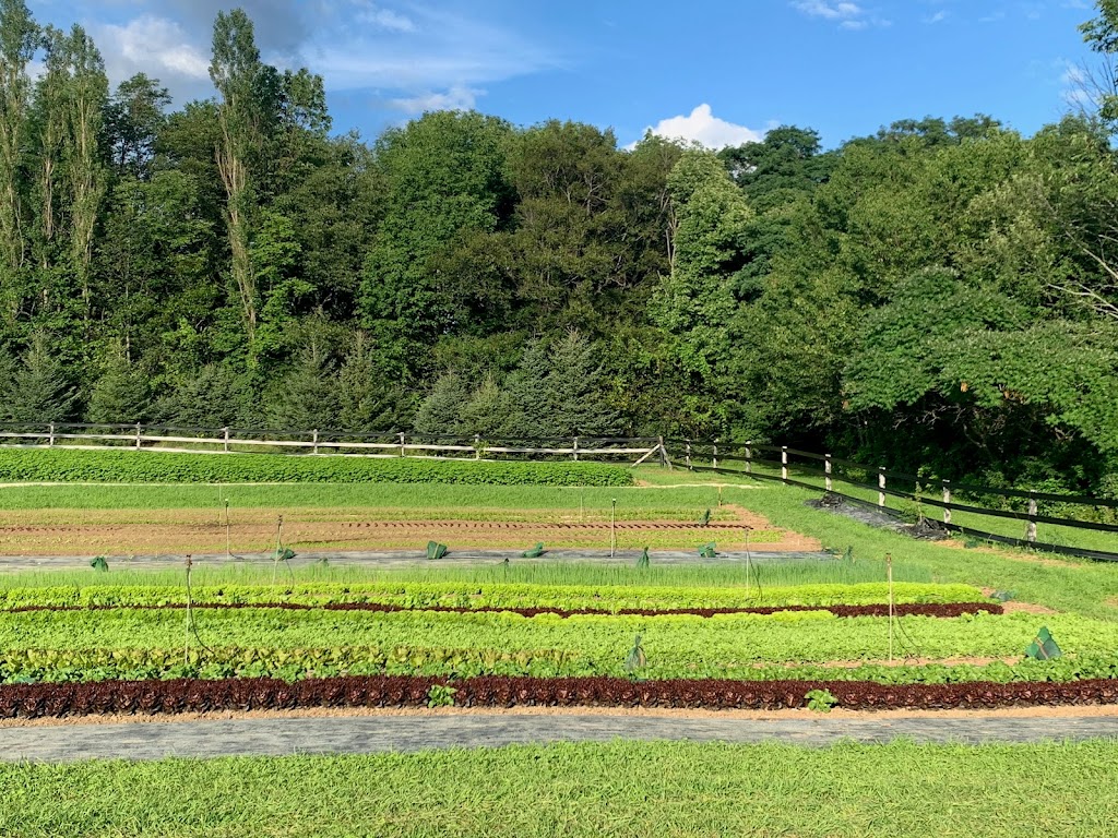 Black Ash Gardens | 795651, Grey County Rd 19, Collingwood, ON L9Y 3Y9, Canada | Phone: (416) 624-7789