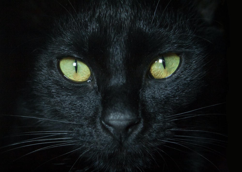 Manotick Cat Boarding | S Island Park Dr, Ottawa, ON K4M 1J2, Canada | Phone: (613) 807-7597