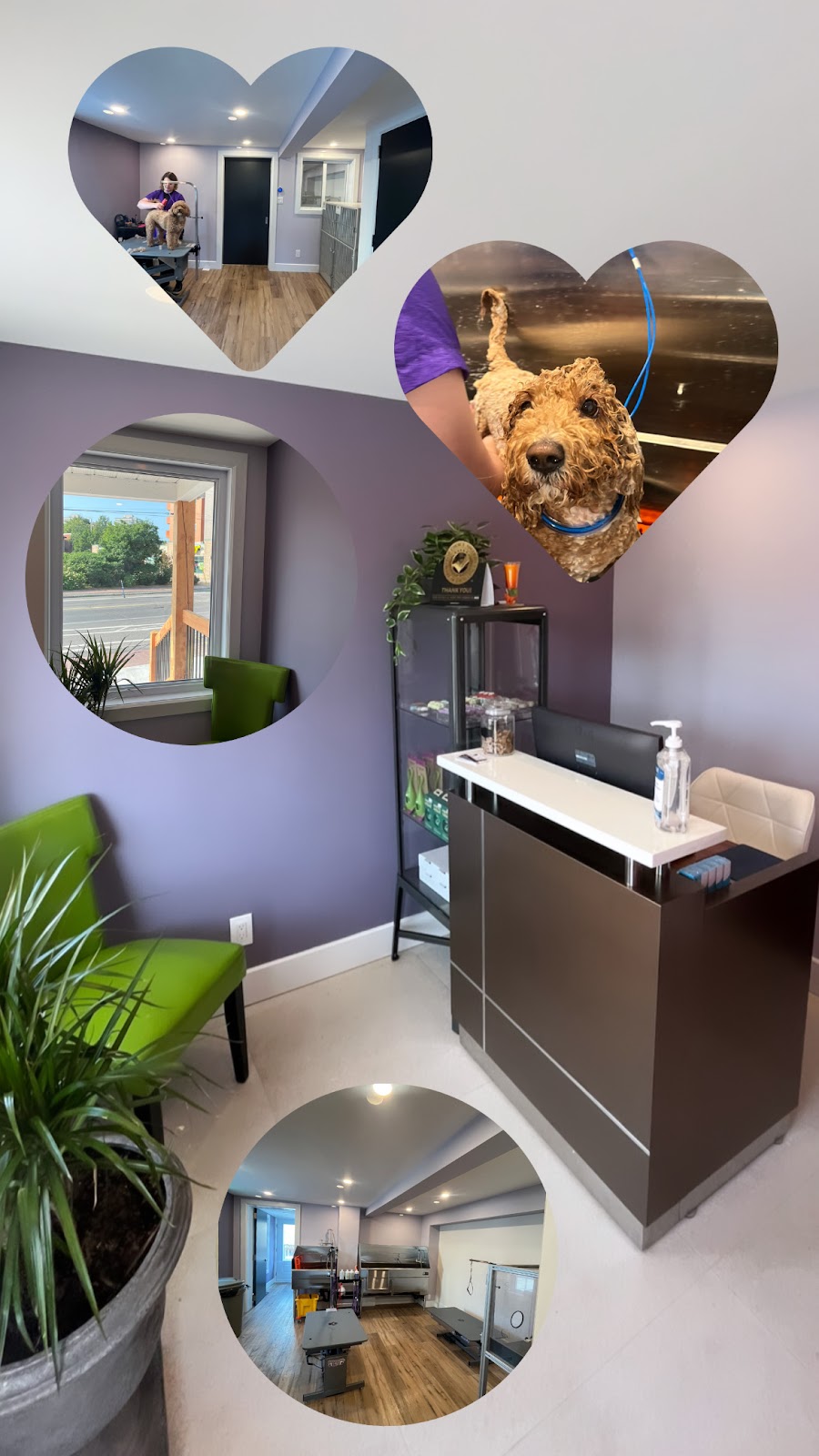 Purrdy Paws Beechwood | 121 Beechwood Ave., Ottawa, ON K1M 1L5, Canada | Phone: (613) 882-7077