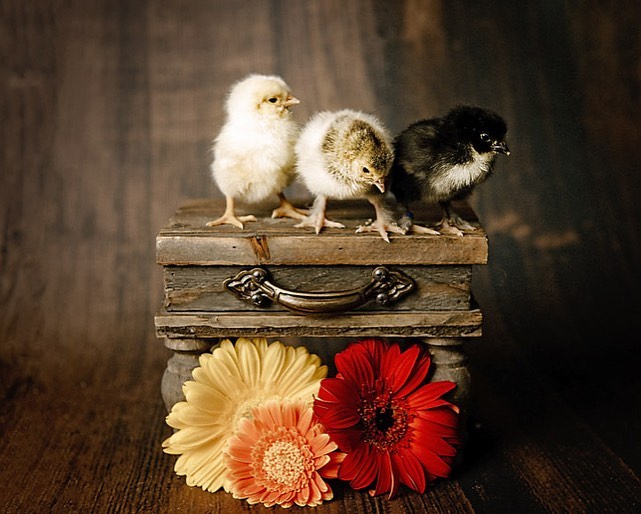 Rebekah Anne Photography | 351 Rock Chapel Rd, Dundas, ON L9H 5E2, Canada | Phone: (905) 407-0524