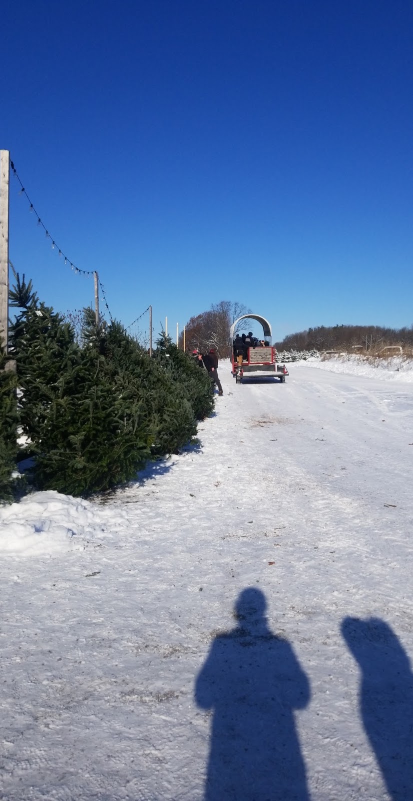 Denmar Christmas Trees | 217 Clearview Rd, Stirling, ON K0K 3E0, Canada | Phone: (613) 922-2841