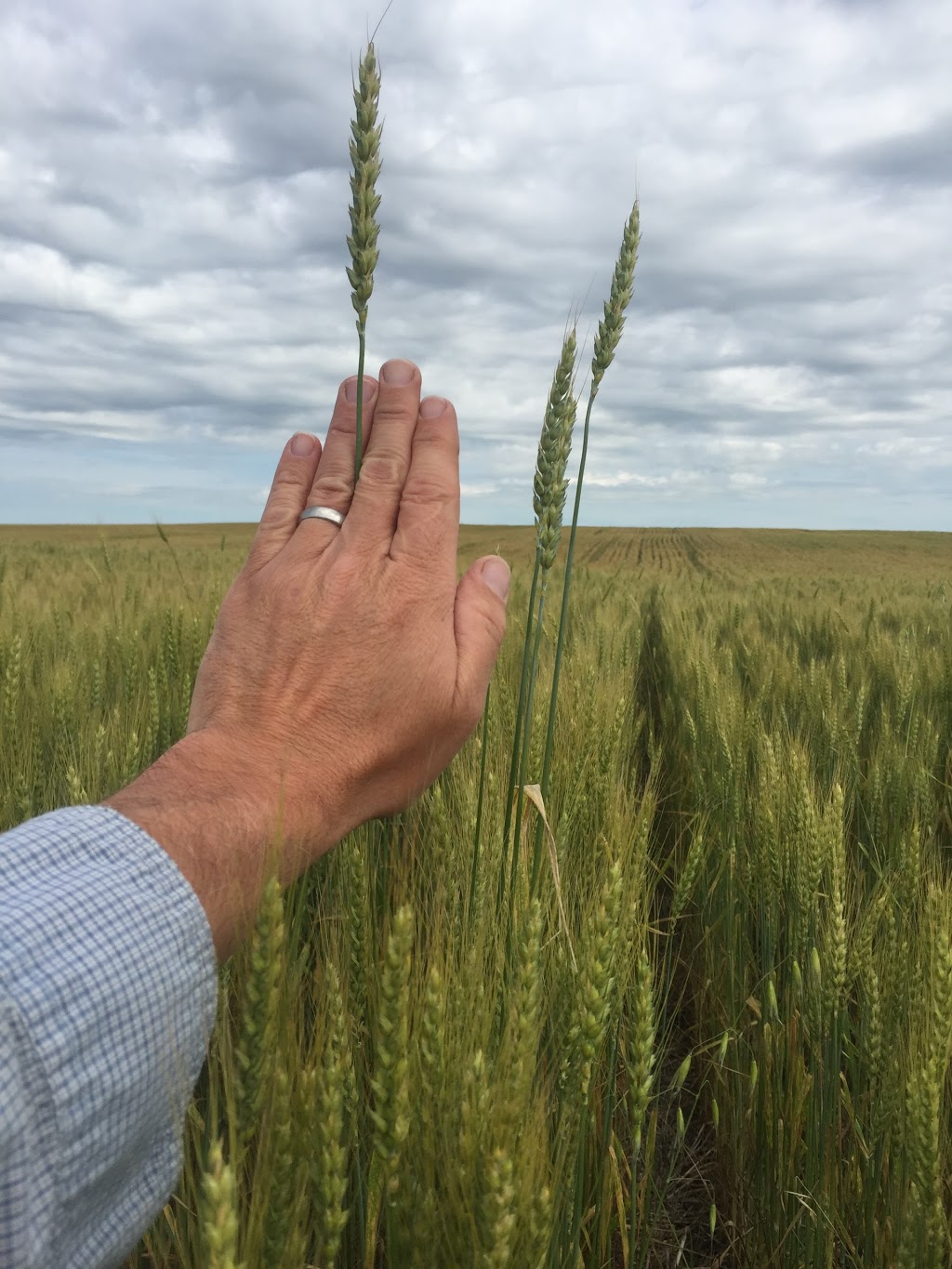 Center Field Inspections Ltd. | 517 2 Ave W, Three Hills, AB T0M 2A0, Canada | Phone: (844) 442-1542
