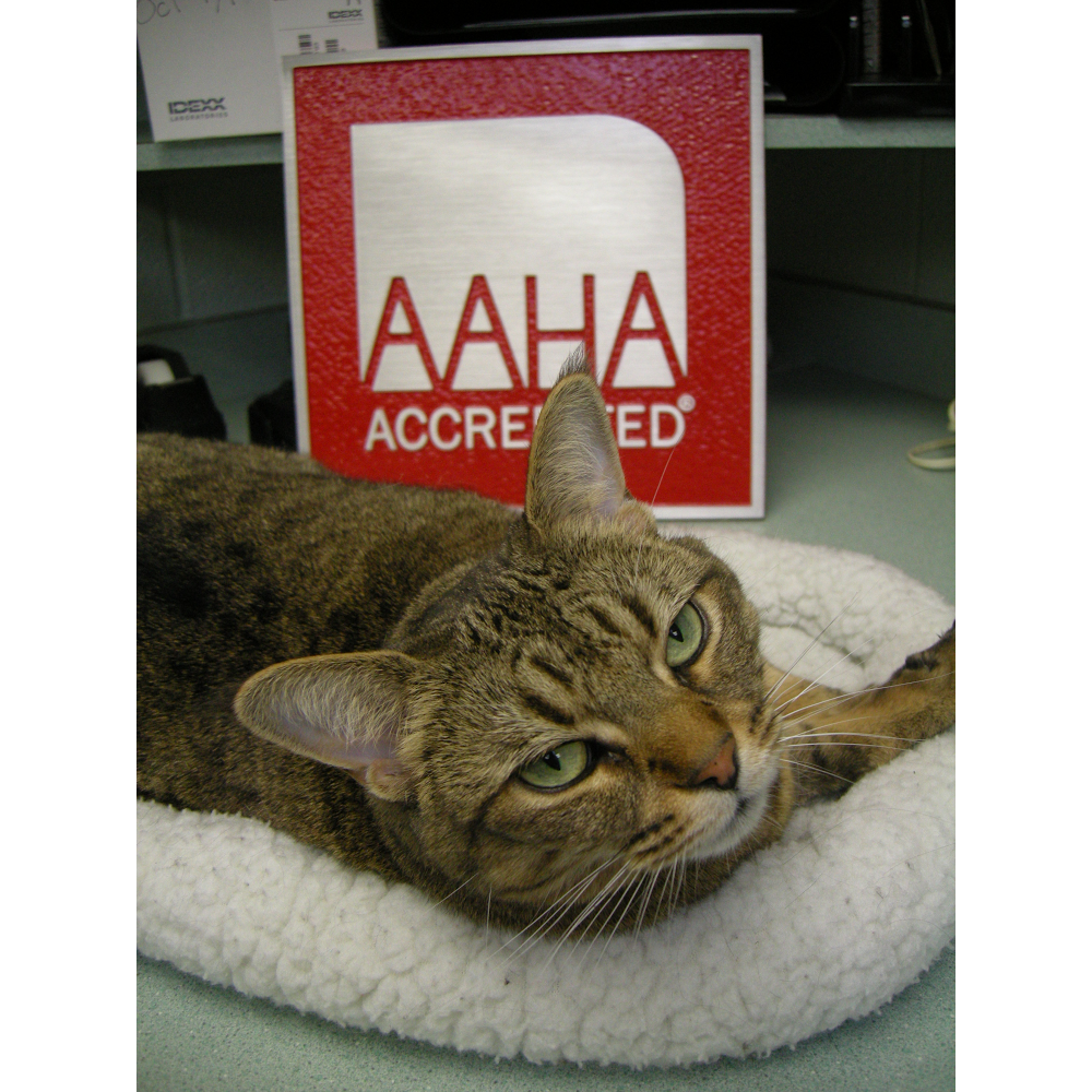 Martin Veterinary Hospital | 5460 Dundas St W, Etobicoke, ON M9B 1B4, Canada | Phone: (416) 239-7709