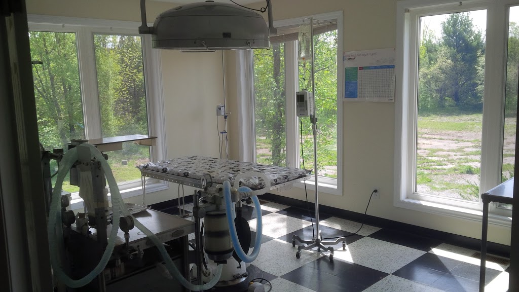 Gull River Veterinary Services | 6826 ON-35, Coboconk, ON K0M 1K0, Canada | Phone: (705) 454-1664