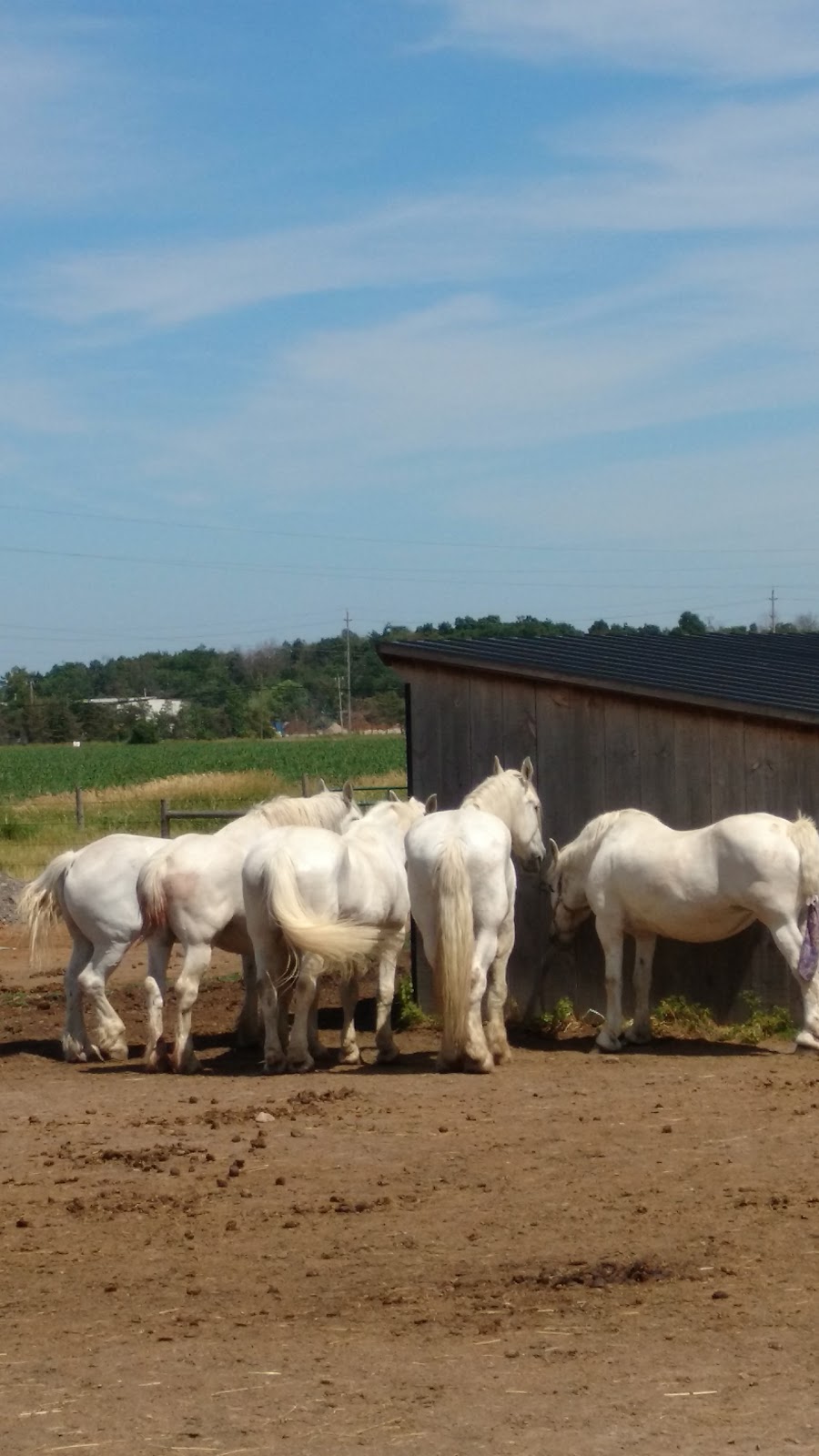 Ponies R Us | 1078 Campbellville Rd, Milton, ON L0P, Canada | Phone: (905) 854-7669