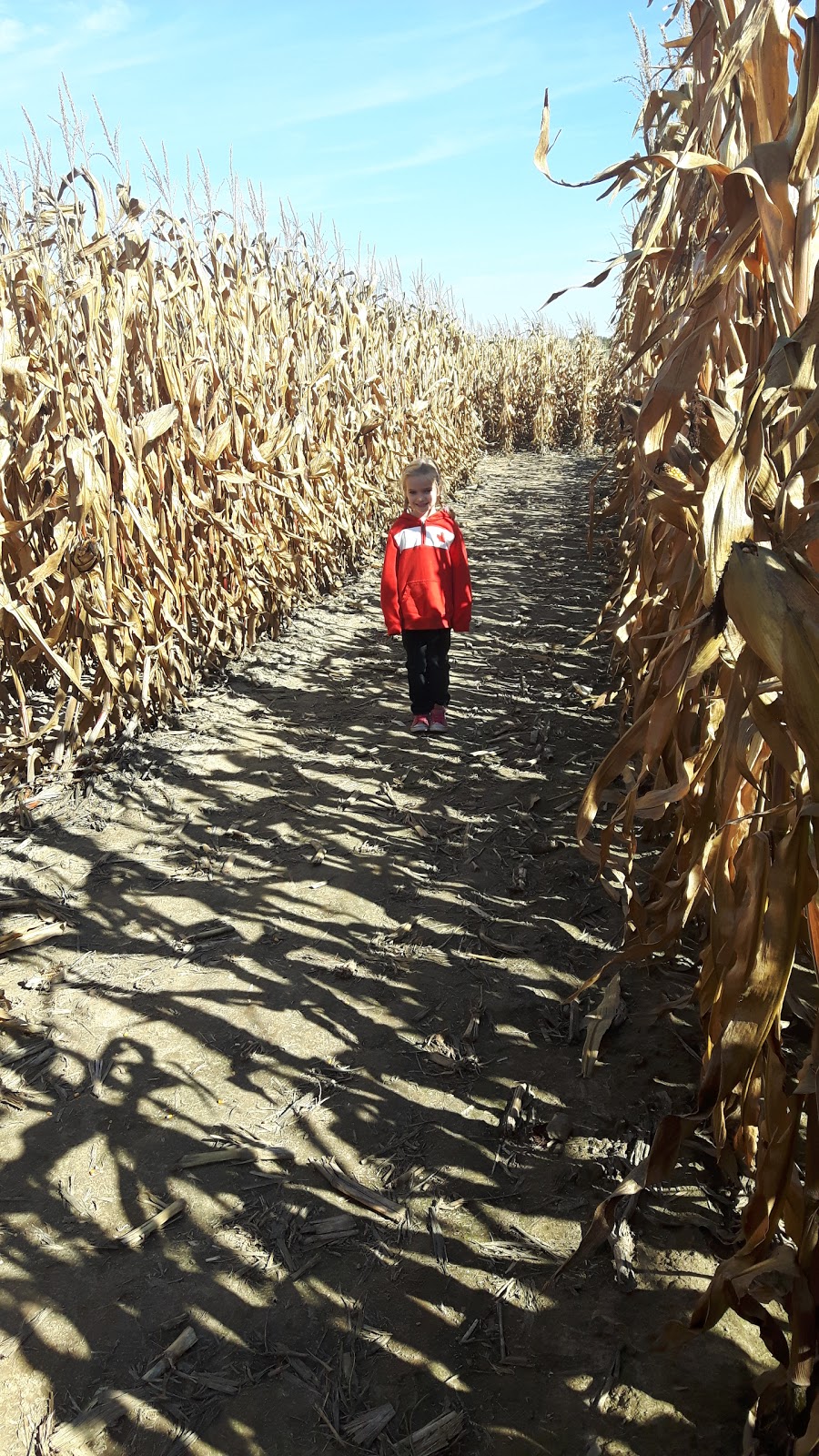 Leach Lynch Farms Ltd | 5312 County Rd 10, Alliston, ON L9R 1V2, Canada | Phone: (705) 435-5571