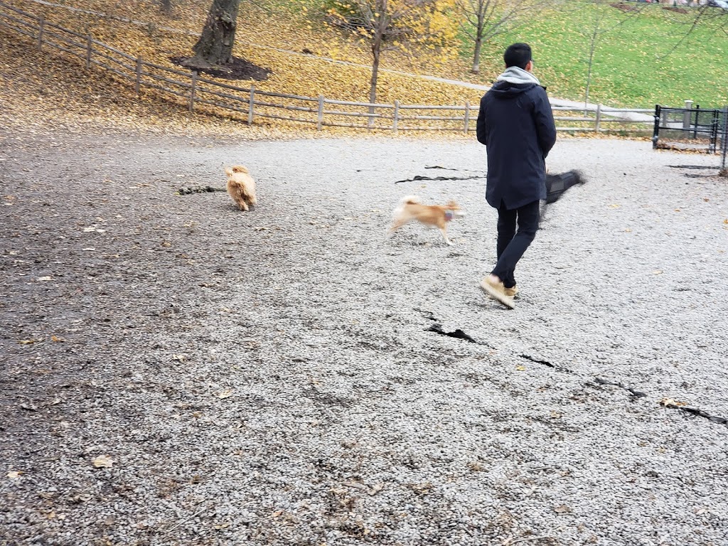 Bickford Park Dog Park | park | Harbord St & Grace St, Toronto, ON M6G, Canada
