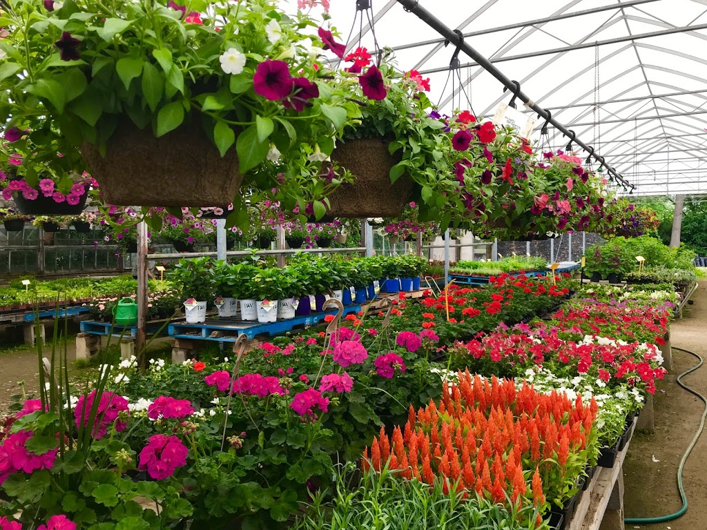 Peters Greenhouses Garden Centre | 9381 McLaughlin Rd N, Brampton, ON L6V 1A1, Canada | Phone: (905) 453-1364