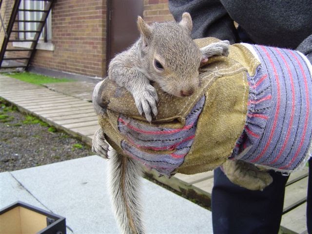 Skedaddle Humane Wildlife Control | 1645 Finfar Ct, Mississauga, ON L5J 4K1, Canada | Phone: (877) 222-9453