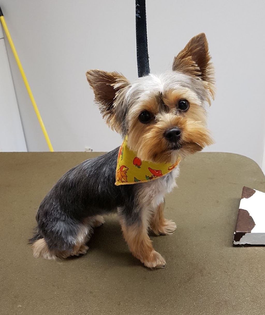 Posh Puppy Salon | 55 Townline, Orangeville, ON L9W 1V3, Canada | Phone: (519) 941-2646