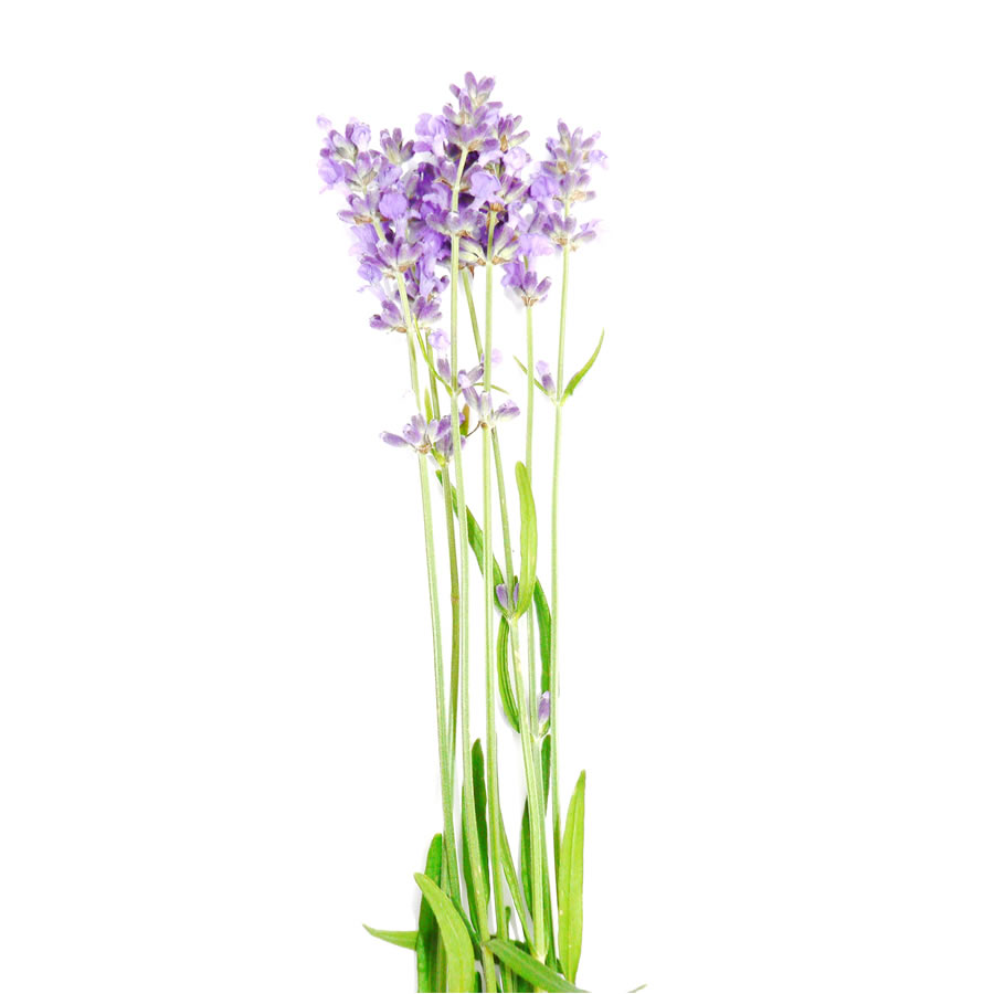 Lavender-Blu | 2375 Bank Rd, Seagrave, ON L0C 1G0, Canada | Phone: (905) 922-6983