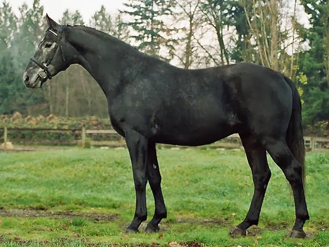 Mirrabook-Rafter 5 Warmbloods | 6380 2A0, Weir Rd, Knutsford, BC V0E 2A0, Canada | Phone: (250) 374-4045