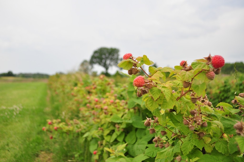 Austins Strawberries | 2591 Cockshutt Rd, Waterford, ON N0E 1Y0, Canada | Phone: (519) 443-5837