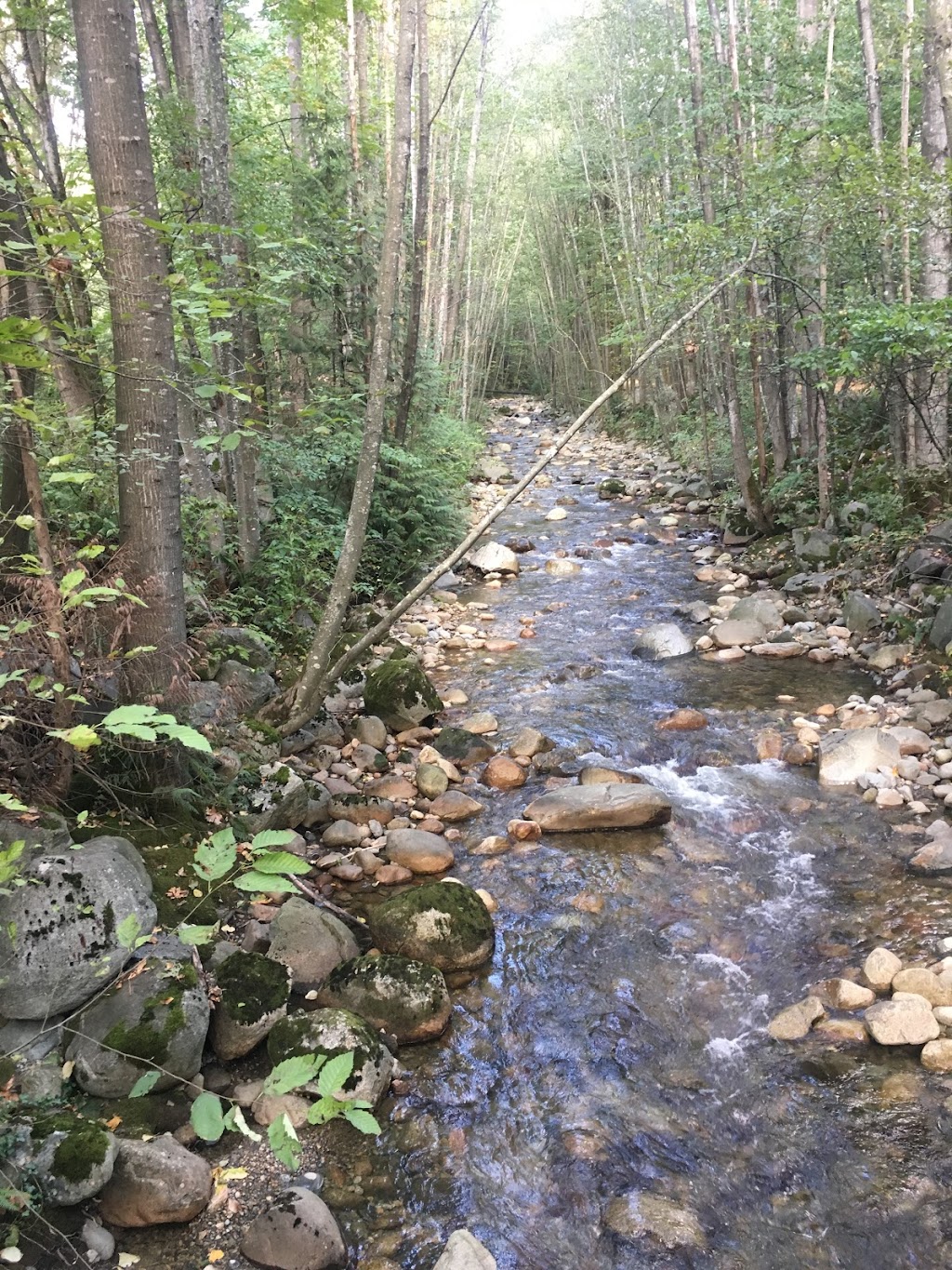 Mosquito Creek Park | 3930 Trenton Pl, North Vancouver, BC V7R 3G5, Canada | Phone: (604) 983-7333