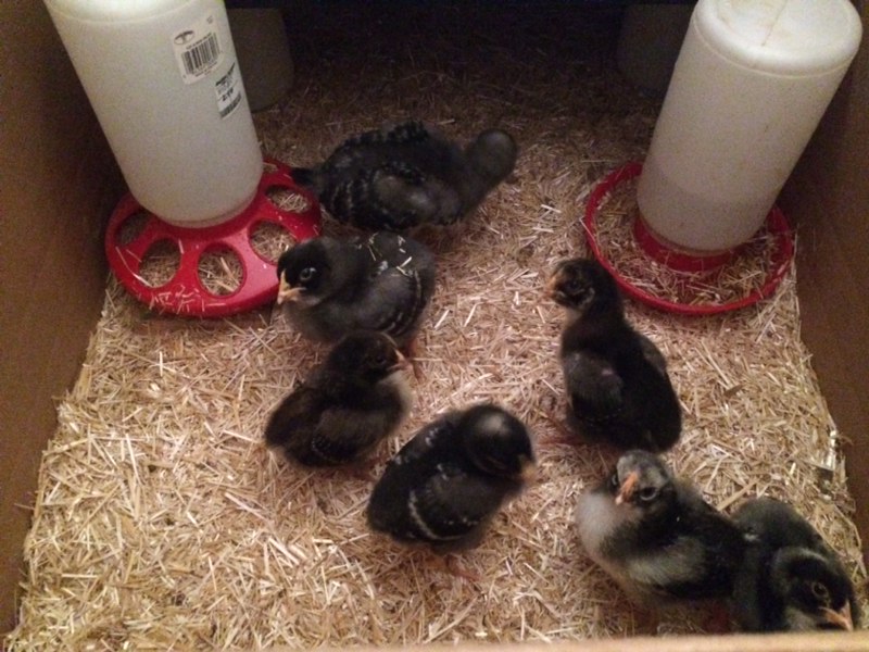 Simple Life Homestead | 7301 Dixon Rd, Brockville, ON K6V 5T2, Canada | Phone: (613) 794-0565