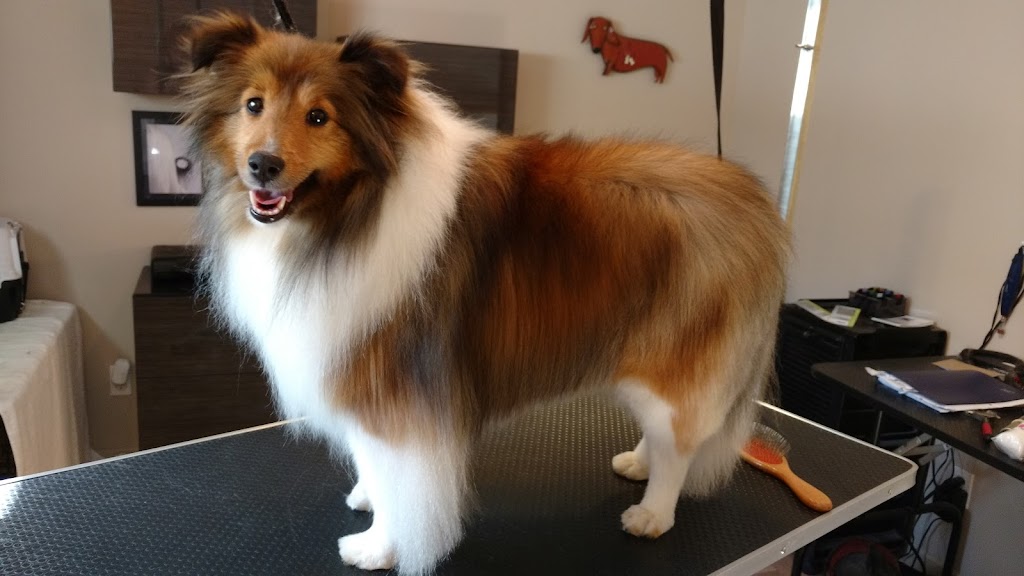Aux Belles Gueules - Toilettage pour Chiens Petits et Moyens | 624 Rue Sainte-Famille, Contrecoeur, QC J0L 1C0, Canada | Phone: (450) 846-2864