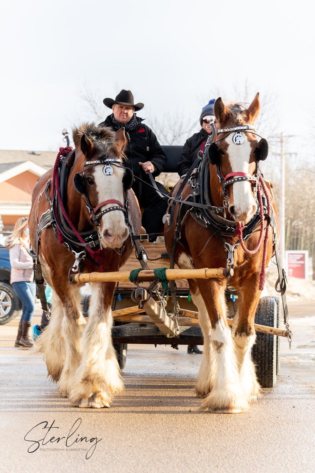 Pigeon Lake Horse Drawn Rides | Range Rd 20, Wetaskiwin County No. 10, AB T0C 2C0, Canada | Phone: (780) 312-0097