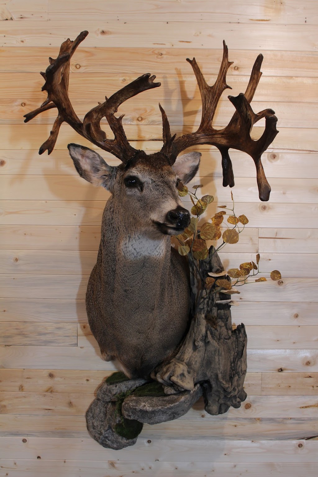 Striga Taxidermy | Mayfair, SK S0M 1S0, Canada | Phone: (306) 240-8028