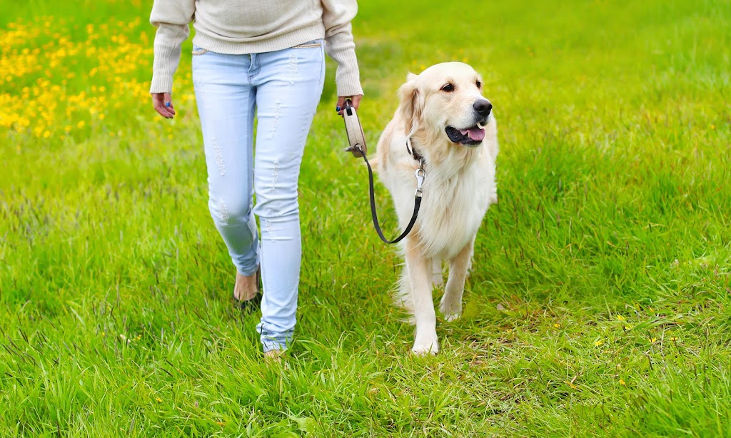 Montreal Dog Training | 1912 Rue de Ville-Marie, Montréal, QC H1V 3K3, Canada | Phone: (514) 941-2178